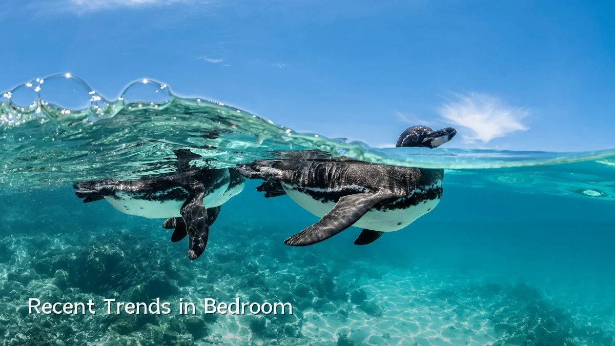 Recent Trends in Bedroom