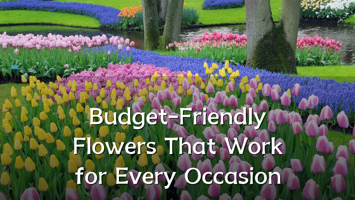 Budget-Friendly Flowers That Work for Every Occasion