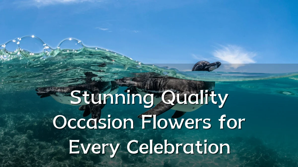 Stunning Quality Occasion Flowers for Every Celebration