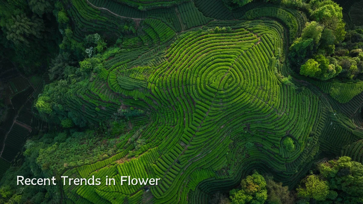 Recent Trends in Flower