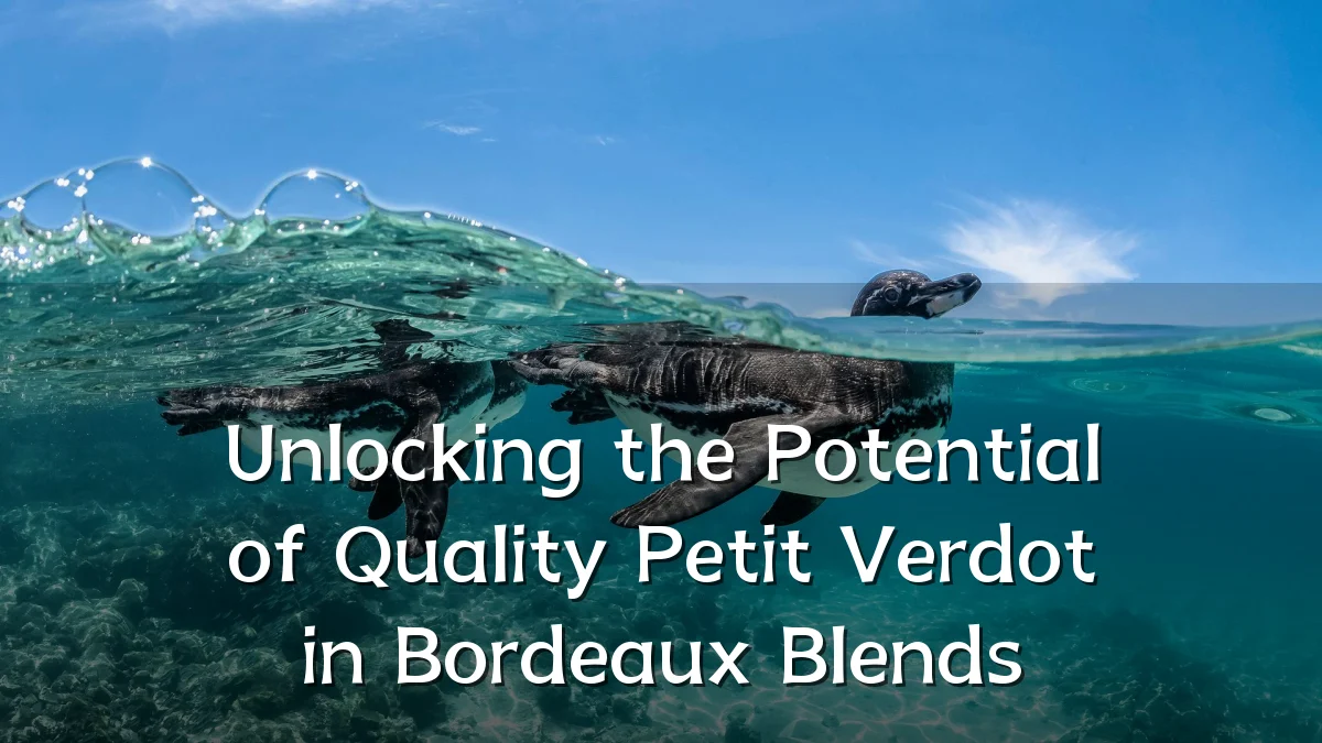 Unlocking the Potential of Quality Petit Verdot in Bordeaux Blends
