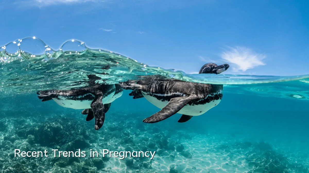 Recent Trends in Pregnancy